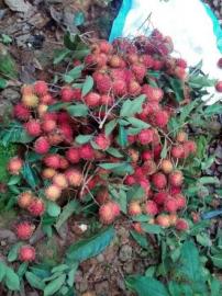 RAMBUTAN YANG BELUM TEROLAH